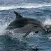 Whales and Seals