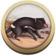 Field Guide to Tasmanian Fauna