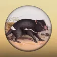 Field Guide to Tasmanian Fauna