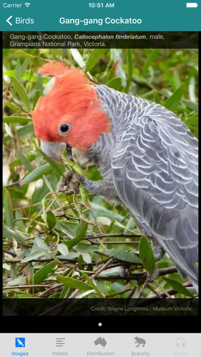 Screenshot di Field Guide to Australian Capital Territory Fauna
