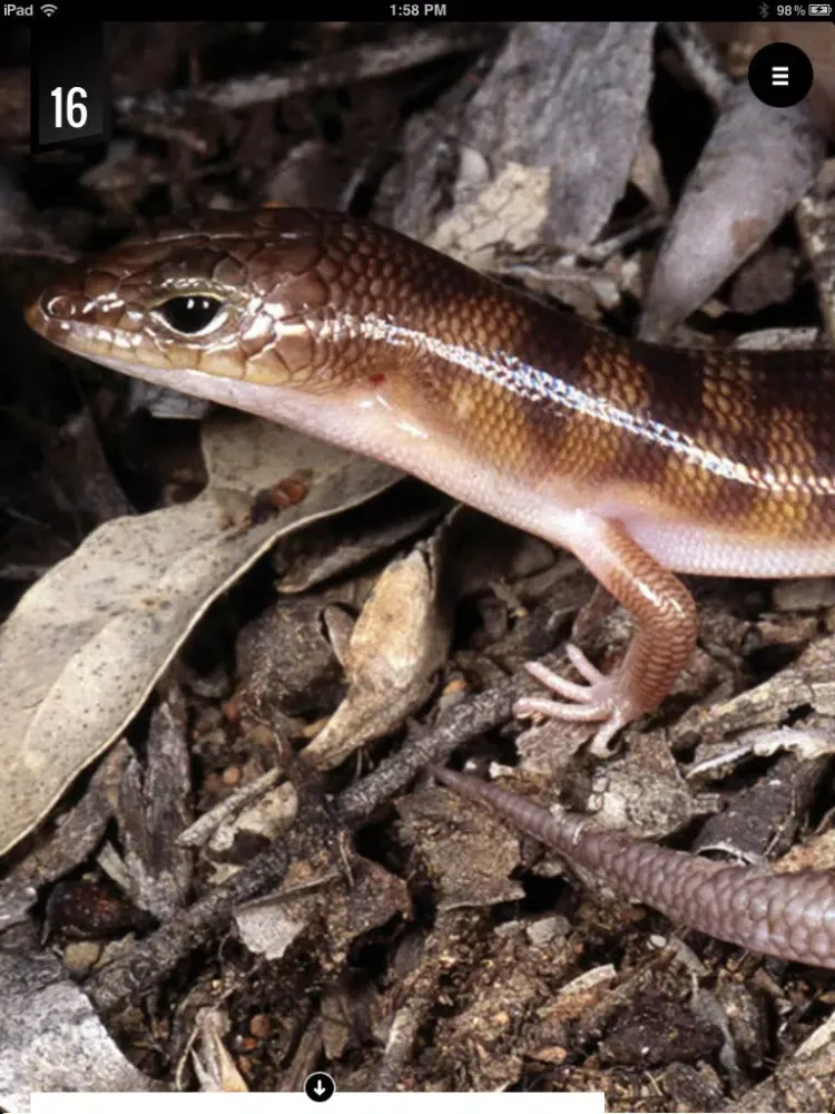Perth Skinks iPad 应用截图