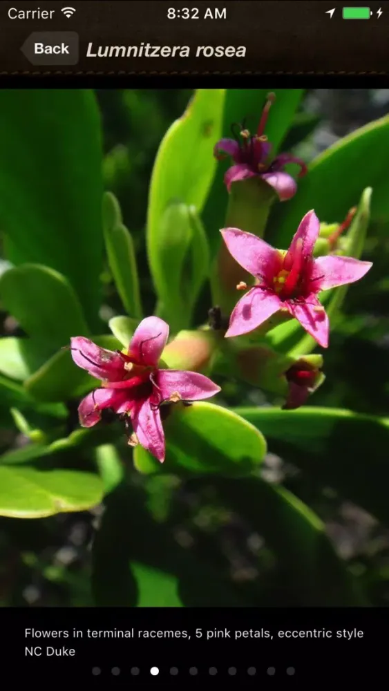 Mangrove iD Ekran Görüntüleri