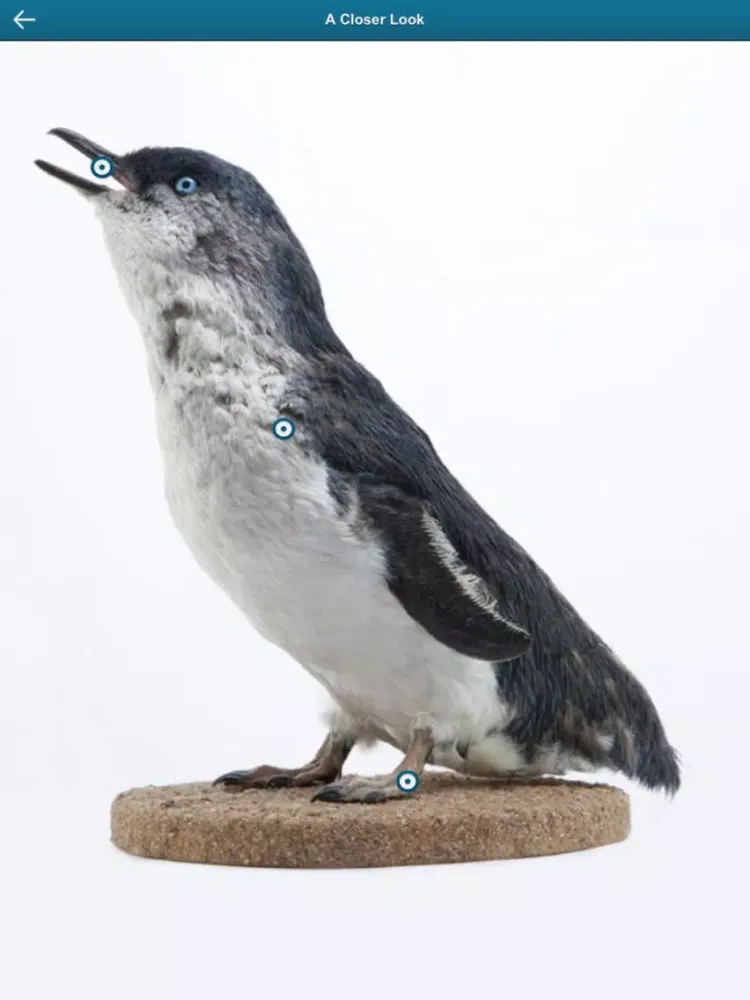 ภาพหน้าจอของ Penguin Parade, Phillip Island iPad 