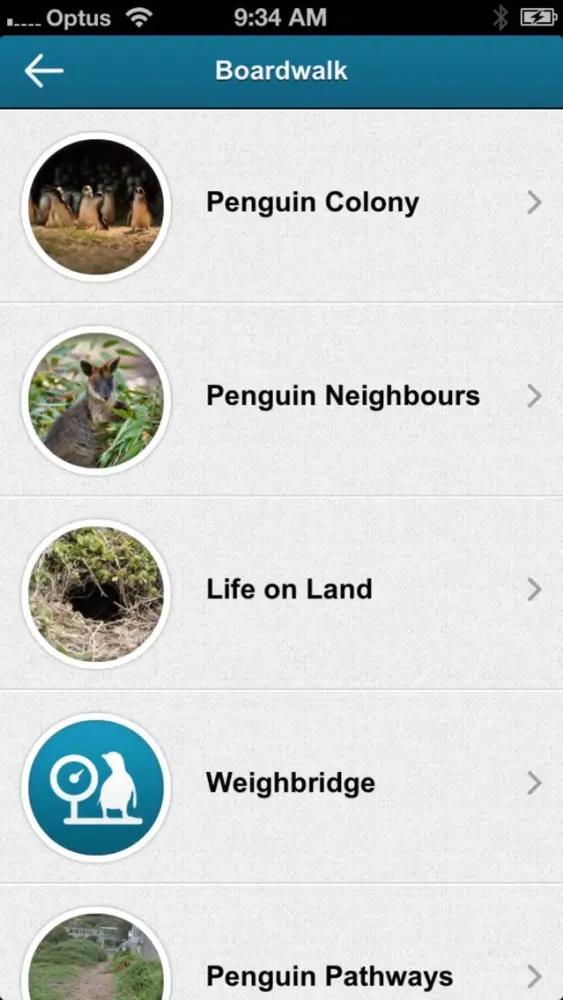 ภาพหน้าจอของ Penguin Parade, Phillip Island