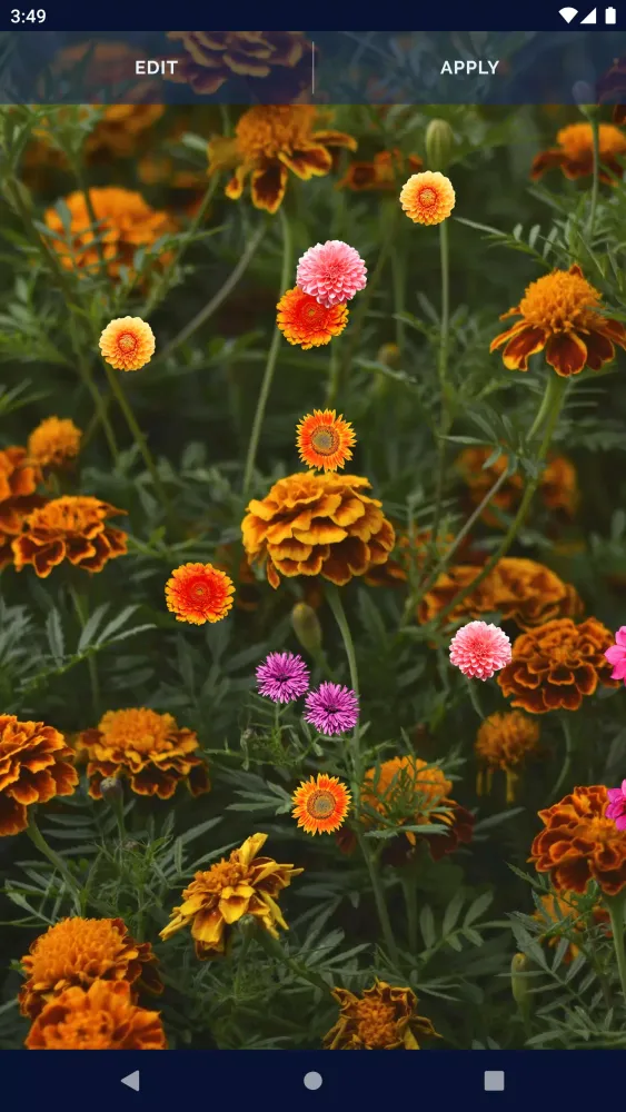 Autumn Flowers Live Wallpaper应用截图