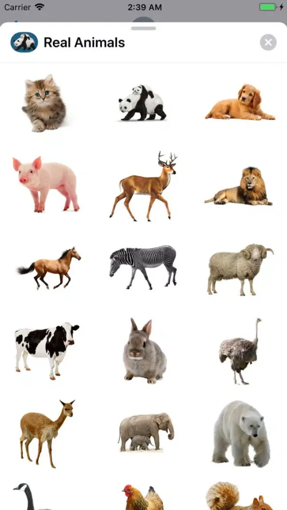 Zrzuty ekranu Real Animals