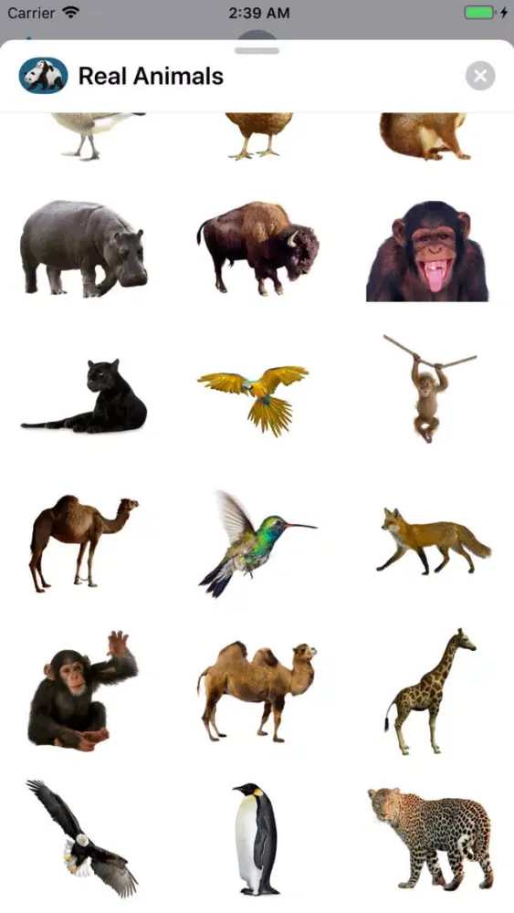 Zrzuty ekranu Real Animals
