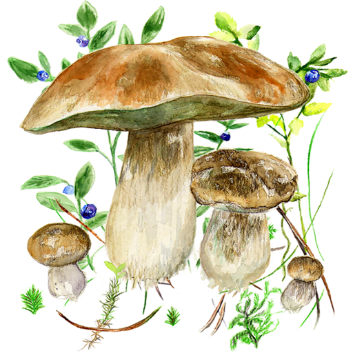 Mushrooms app Mushrooms app