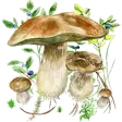 Mushrooms app