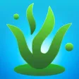 California Kelp Forests