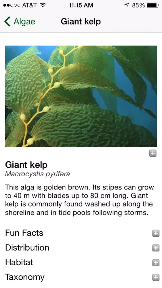 California Kelp Forests 스크린샷