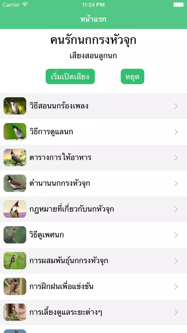 นกกรงหัวจุก Ekran Görüntüleri