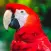 100 Bird Sounds