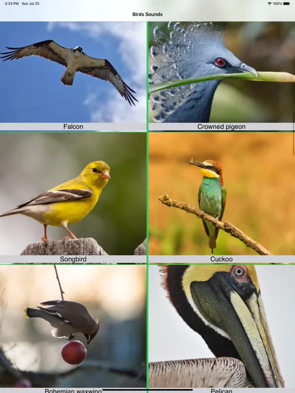 100 Bird Sounds iPad 应用截图