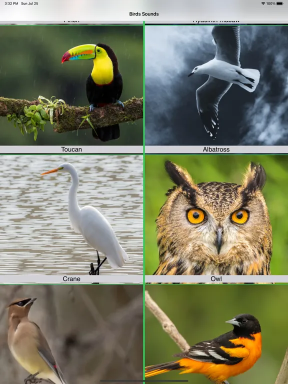 100 Bird Sounds iPad 应用截图