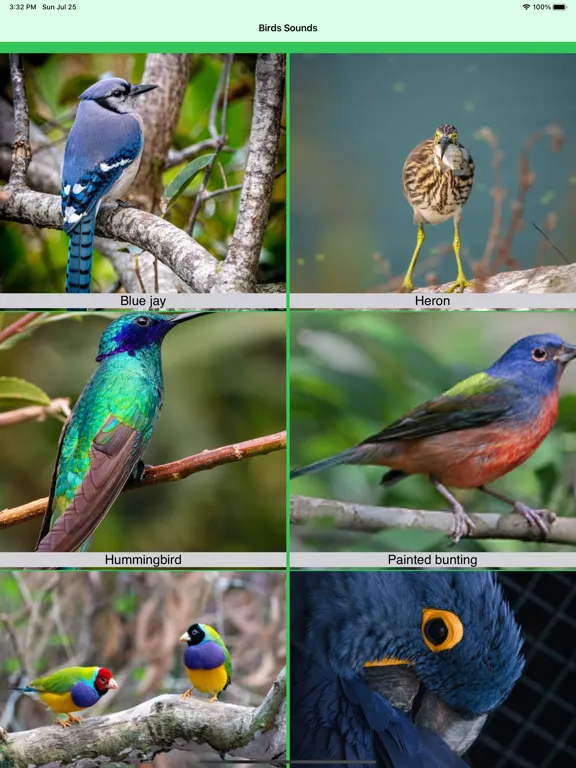 100 Bird Sounds iPad 应用截图