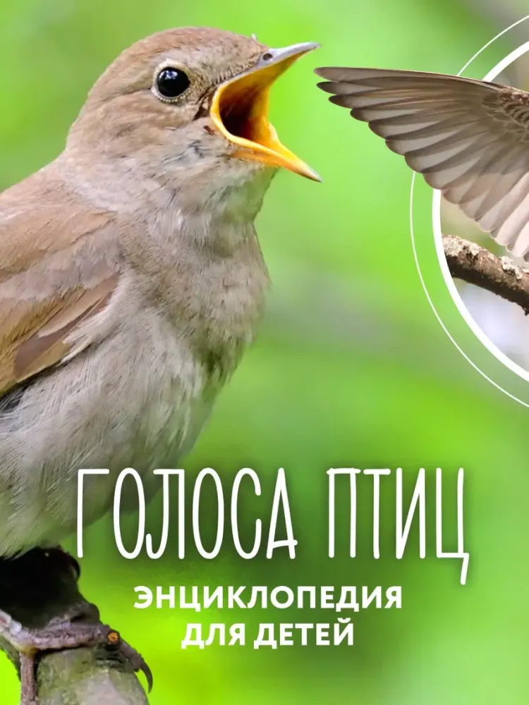 Capturas de pantalla de Голоса Птиц - Детская энциклопедия и раскраски для девочек и мальчиков. Развивающие игры для детей и малышей. iPad 