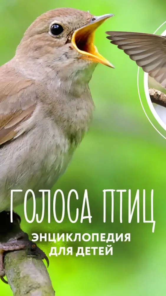 Capturas de pantalla de Голоса Птиц - Детская энциклопедия и раскраски для девочек и мальчиков. Развивающие игры для детей и малышей.