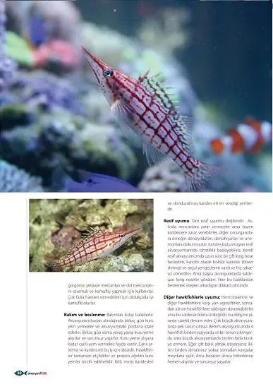 Akvaryum Plus 8 Screenshots