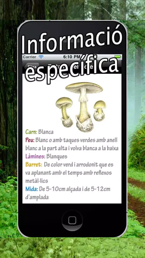 Tangkapan skrin Caçador de bolets