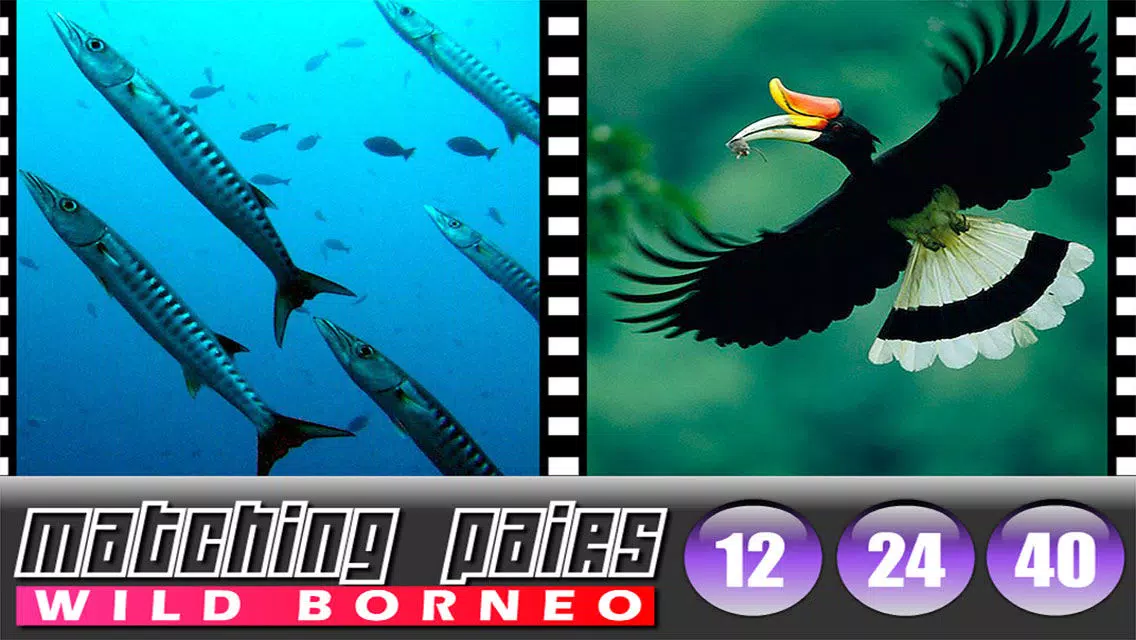 Tangkapan skrin Matching Pairs Borneo (The Land Below The Wind)