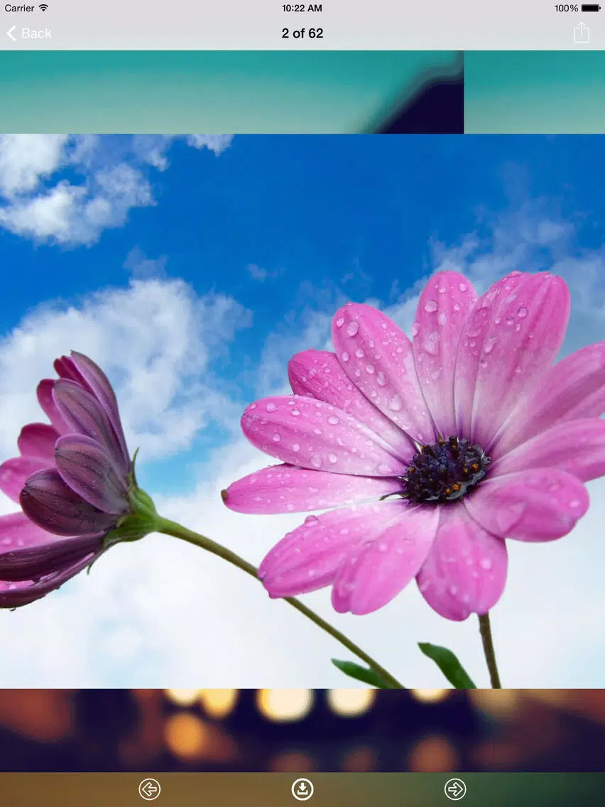 Capturas de pantalla de Flowers Wallpaper: Best HD Wallpapers iPad 