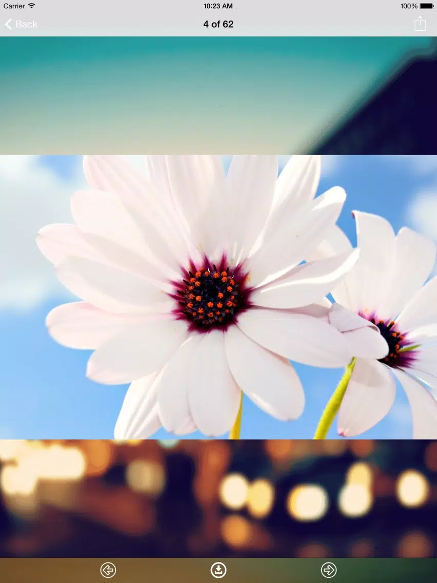 Capturas de pantalla de Flowers Wallpaper: Best HD Wallpapers iPad 