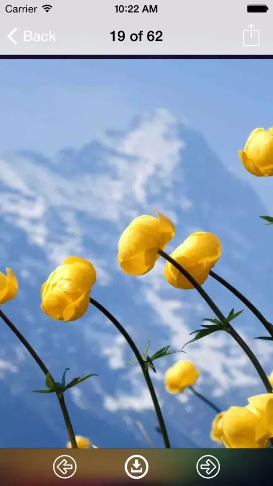 Screenshot di Flowers Wallpaper: Best HD Wallpapers