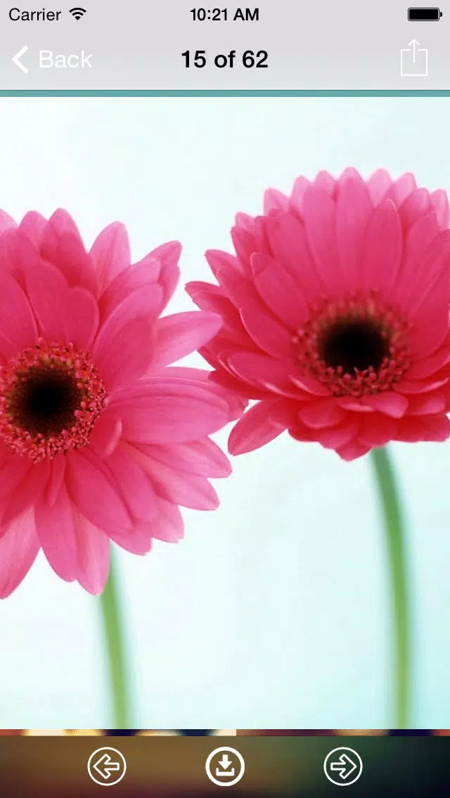 Capturas de pantalla de Flowers Wallpaper: Best HD Wallpapers