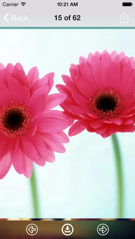Screenshot di Flowers Wallpaper: Best HD Wallpapers
