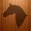 Meu Cavalo App