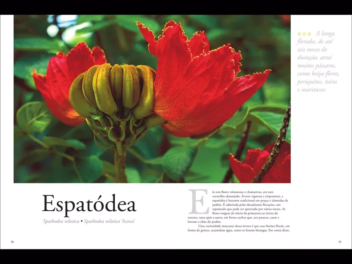 صور Plantas Ornamentais - Volume 1 iPad 