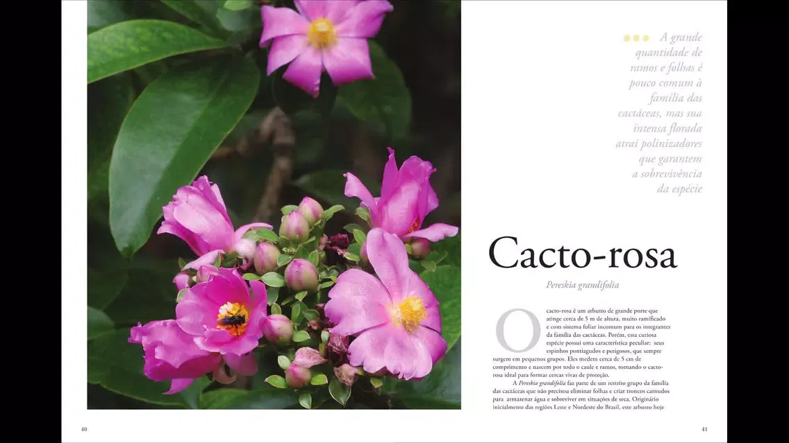 صور Plantas Ornamentais - Volume 1