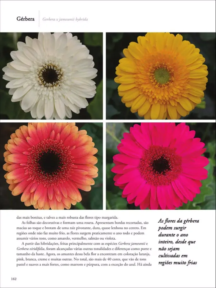 Capturas de pantalla de Plantas Ornamentais - Volume 2 iPad 