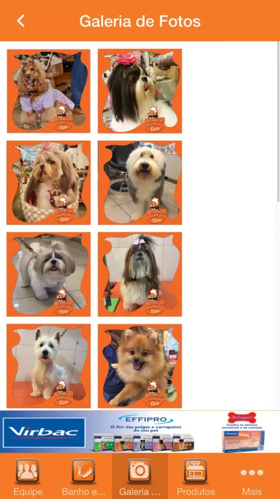 Screenshot di estação animal