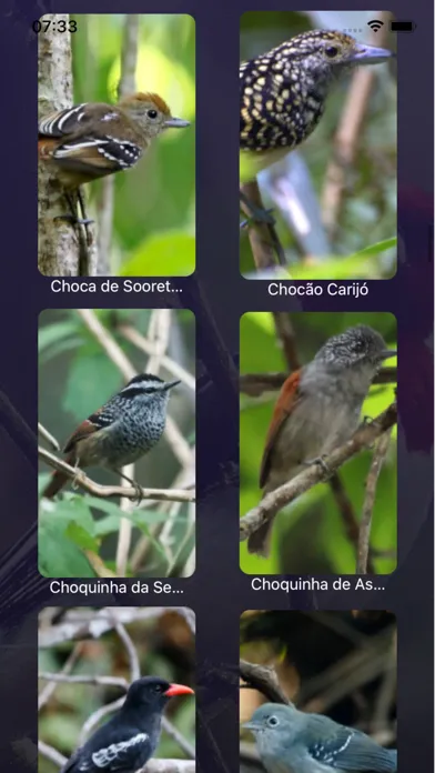 صور Cantos de Pássaros Brasileiros