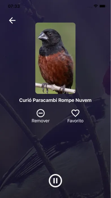 صور Cantos de Pássaros Brasileiros