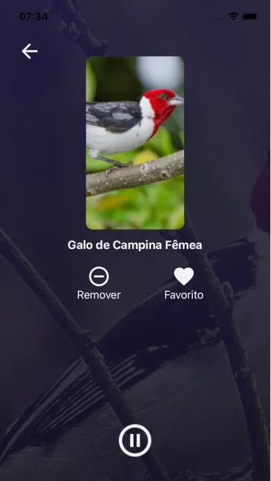 صور Cantos de Pássaros Brasileiros