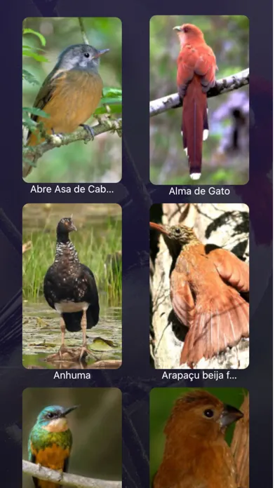 صور Cantos de Pássaros Brasileiros