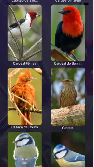 صور Cantos de Pássaros Brasileiros