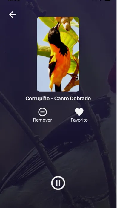 صور Cantos de Pássaros Brasileiros