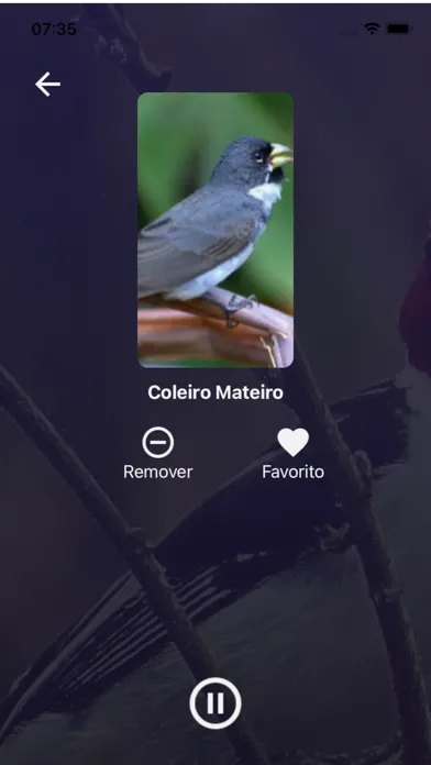 صور Cantos de Pássaros Brasileiros