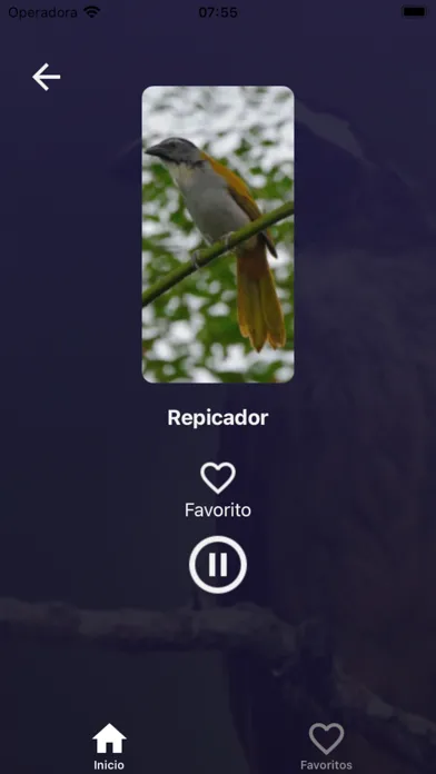 Tangkapan layar Cantos de Trinca Ferro