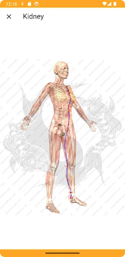 Acupuncture Assistant Screenshots