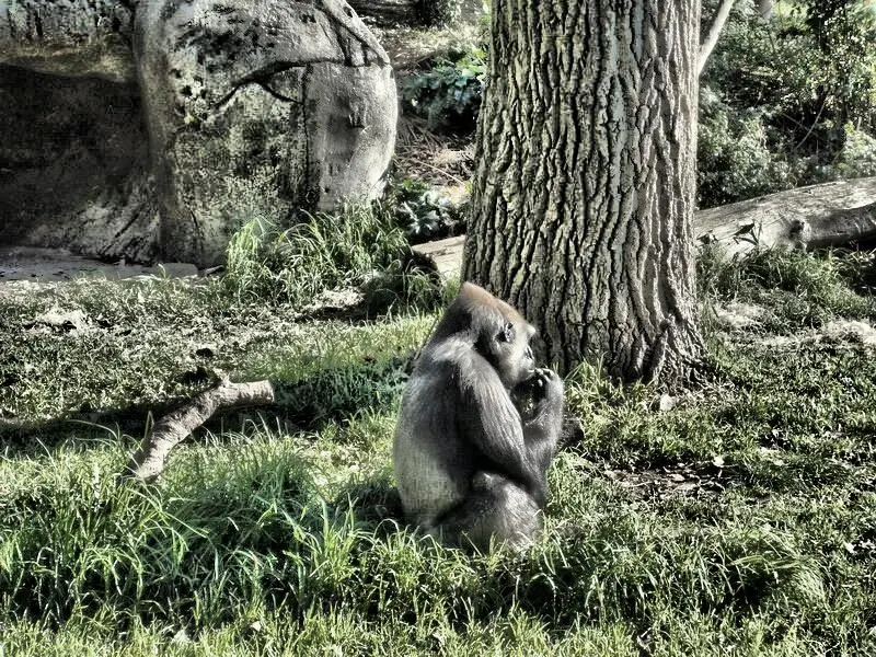صور Ultimate HDR Camera