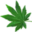 G�r�e�e�n� �L�i�v�e� �W�a�l�l�p�a�p�e�r�