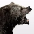 Wild Canada