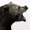 Wild Canada