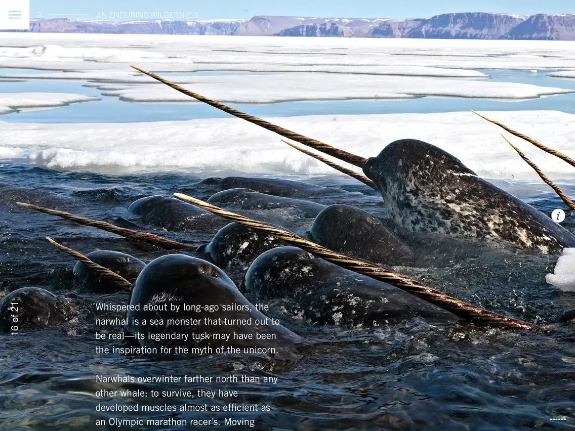 Capturas de tela do Wild Canada iPad 