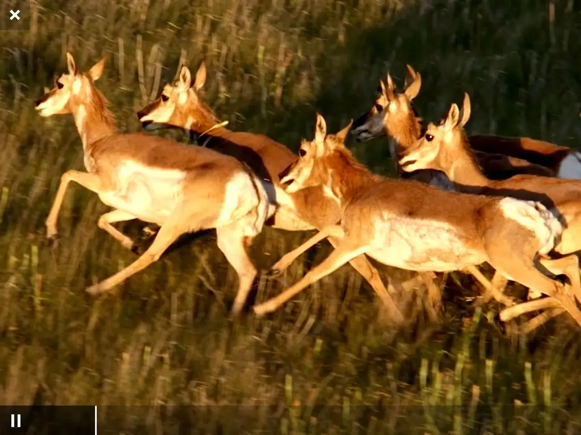 Capturas de tela do Wild Canada iPad 